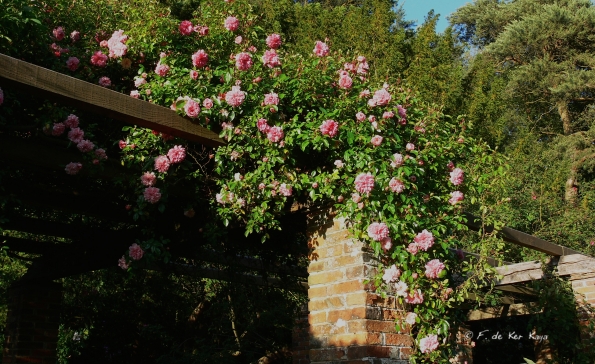 Bois des Moutiers (68) Juin 2012